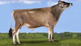 Three new number one bulls amongst non-Holstein breeds